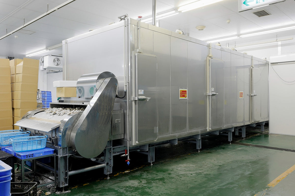 連続式プロトン凍結機の出口から搬出される殻付き牡蠣